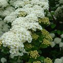 Spiraea henryi P2C (2)